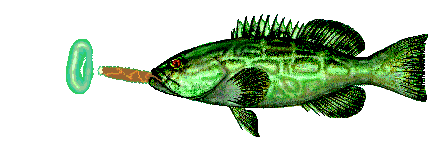Green Groupers